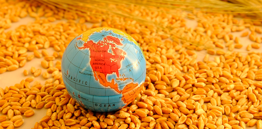 Understanding the Politicization of Wheat During the War in Ukraine